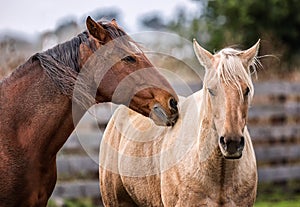 Horses at a Farm in Northern Californa