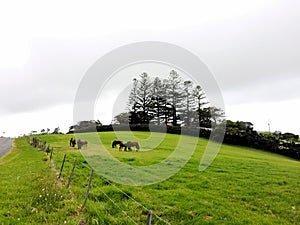 Horses on farm @ Saddleback Mountain, Kiama