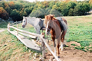 Horses on the farm stand at the hitching post