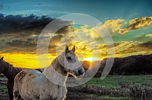 Horses in a farm at sunset