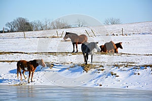 Horses At the farm water hole.