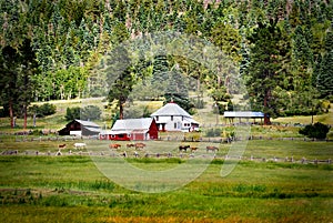 Horses on farmland near a red barn photo