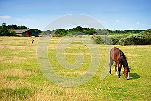 Horses on farmland in summer