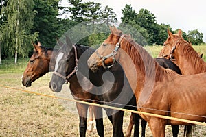 Horses on feasts photo