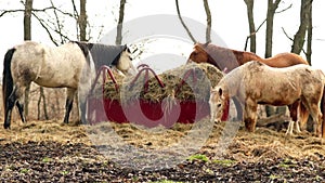 Horses Feed On Stray Hay Bales Farm Ranch Animals