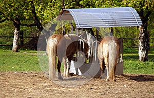 Horses at feeder