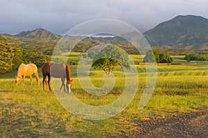 Horses feeding