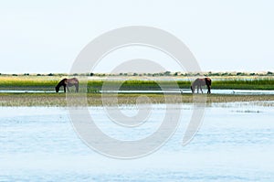 Horses feeding