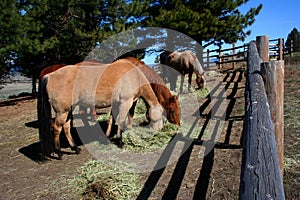 Horses Feeding