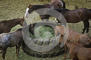 Horses feeding, Cotton Club Horse Ranch, Malibu, CA