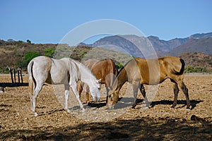 The horses are feeding in the field of Mascota Jalisco Mexico. photo