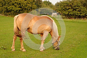 Horses feeding on grass