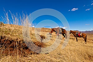 Horses feeding on grass in the hills