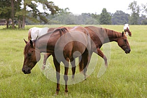 Horses feeding grass in a Texas green meadow