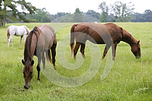 Horses feeding grass in a Texas green meadow