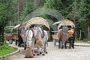 Horses feeding hay from the bag on the Mountain road