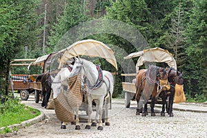 Horses feeding hay from the bag on the Mountain road