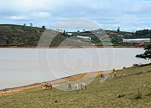 Horses feeding on the hill in Dalat, Lam Dong, Vietnam