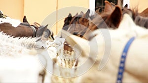 Horses feeding outofdoors close up video