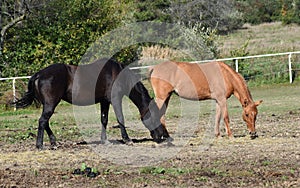 Horses feeding in pasture