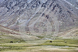 Horses feeding on pasture in high mountains