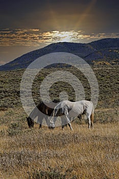 Horses Feeding in a Pasture During a Sunset