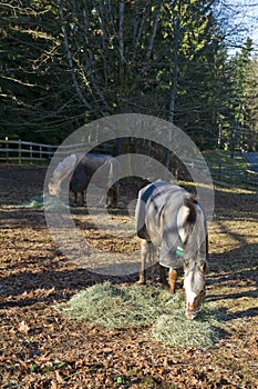 Horses feeding time