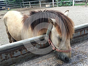 Horses feeding at the trough