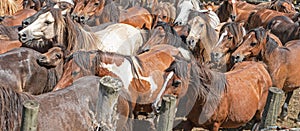 Horses in the festival of rapa das bestas, tradition in Galicia, Spain celebration consists of collecting the horses from the photo