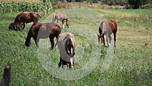 Horses in a Field