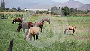 Horses in a Field