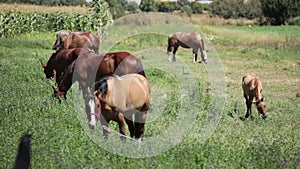 Horses in a Field