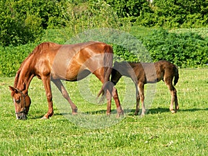 Horses in a field photo