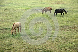 Horses in field