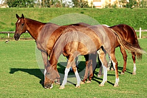 Horses on a field