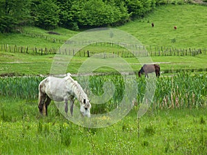 Horses on field