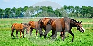 Horses on a field