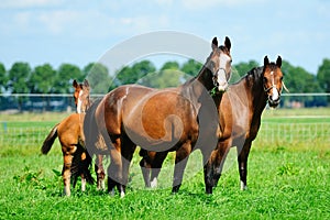 Horses on a field