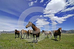 Horses in Field