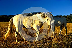 Horses in a field