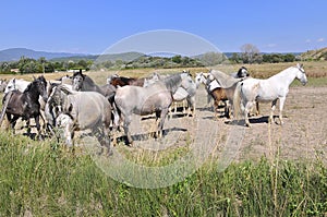 Horses in a field