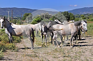 Horses in a field