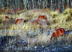 A horses in a field