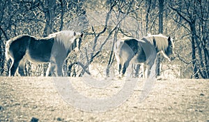 Horses in field