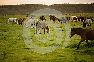 Horses in a field