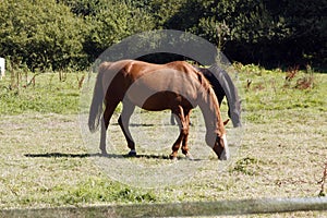 Horses in field