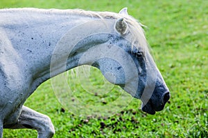 Horses in a field. Cades Cove, Great Smoky Mountains National Park