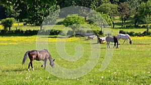 Horses in a Field at an Equestrian Center