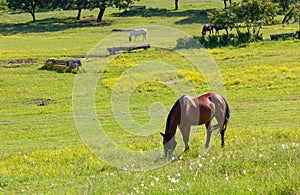 Horses in a Field at an Equestrian Center