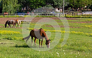 Horses in a Field at an Equestrian Center